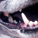 http-neastphilly-com-wp-content-uploads-2010-01-dogs_mouth-150x150-jpg