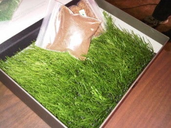 Star-two Fifa turf, which is environmentally friendly, will go in the proposed complex.