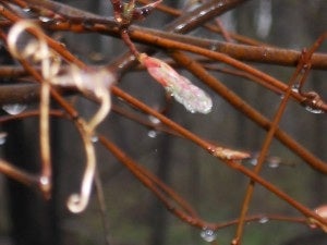 The Autumn Brilliance Serviceberry is one of six trees available as part of the Pennsylvania Horticultural Society's Tree in Every Yard program.